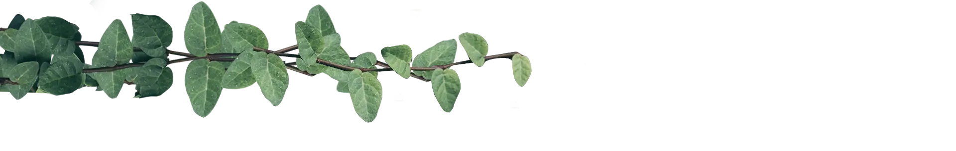 hojas